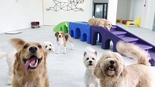dog day care