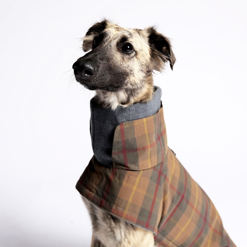 argos dog jumpers