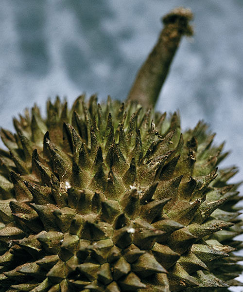 durian_3_500x600