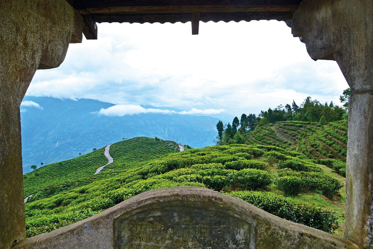 Darjeeling tea fields from a vantage point