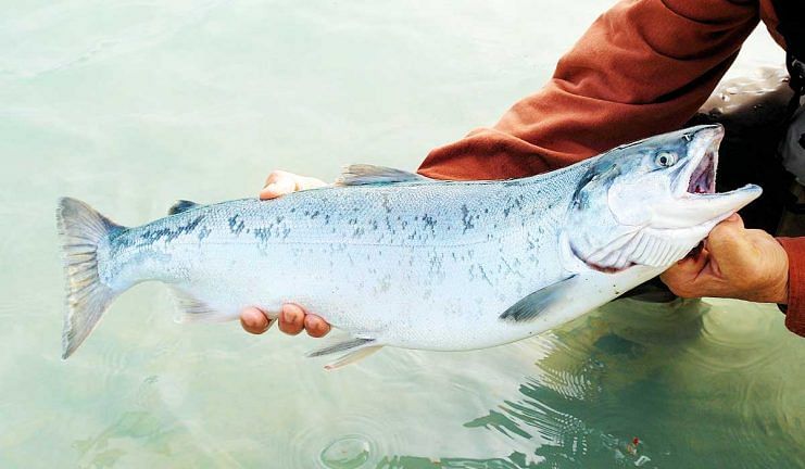 chile salmon industry 2017