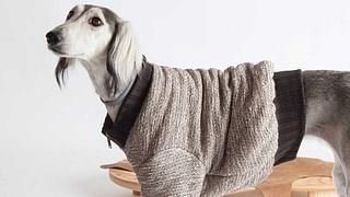 canine couture