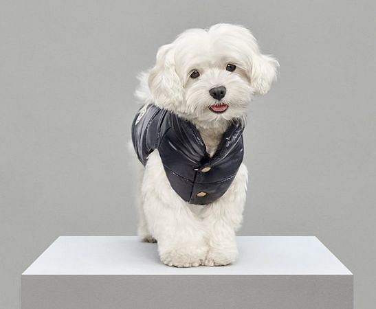 Moncler cheap dog wear