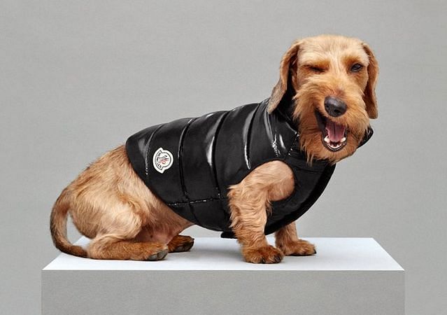 moncler dog coat