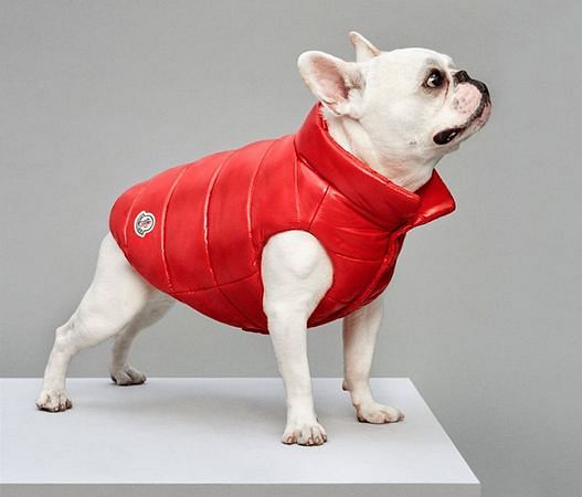 Moncler french hot sale bulldog jacket