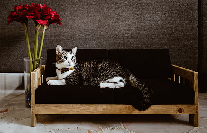 luxe wooden cat bed from atomi, luxury furniture for cats