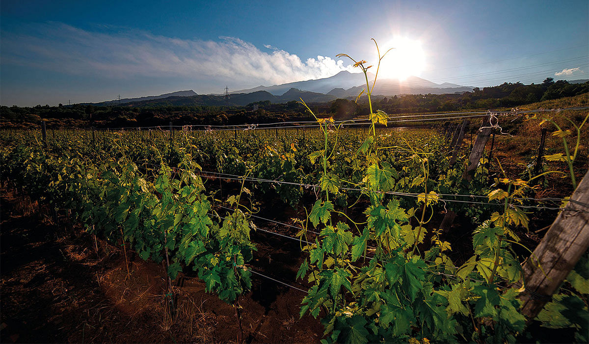 Mount Etna vineyard