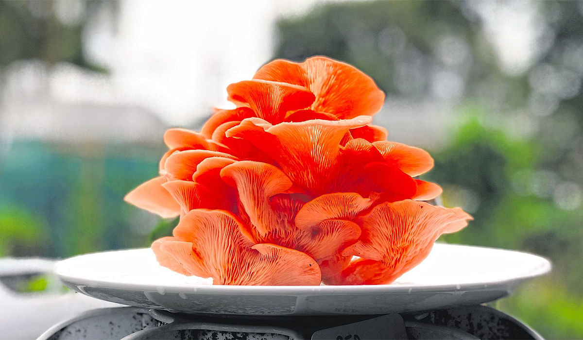 Noka Pink oyster mushroom