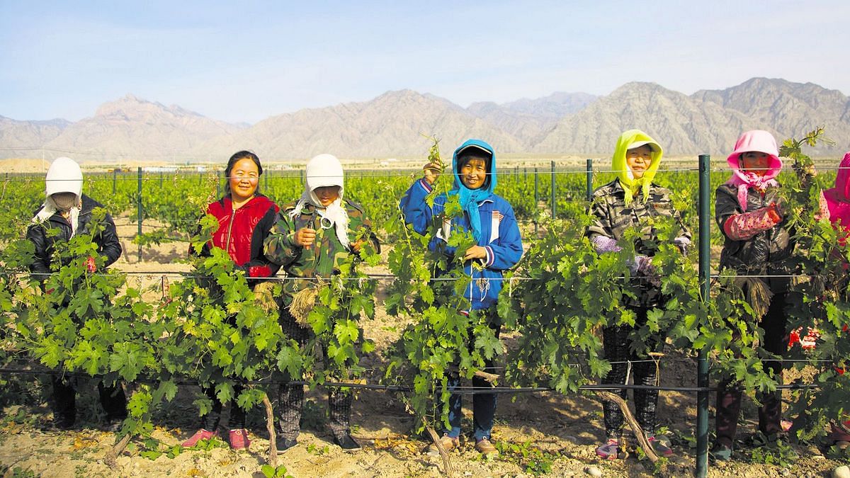 Workers in the vineyards of Silver Heights.