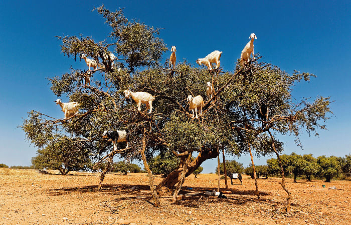 Argan oil Argan tree goats