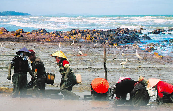 Duotuo clam harvesting china produce
