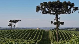 Brazil vineyard top destination 2020