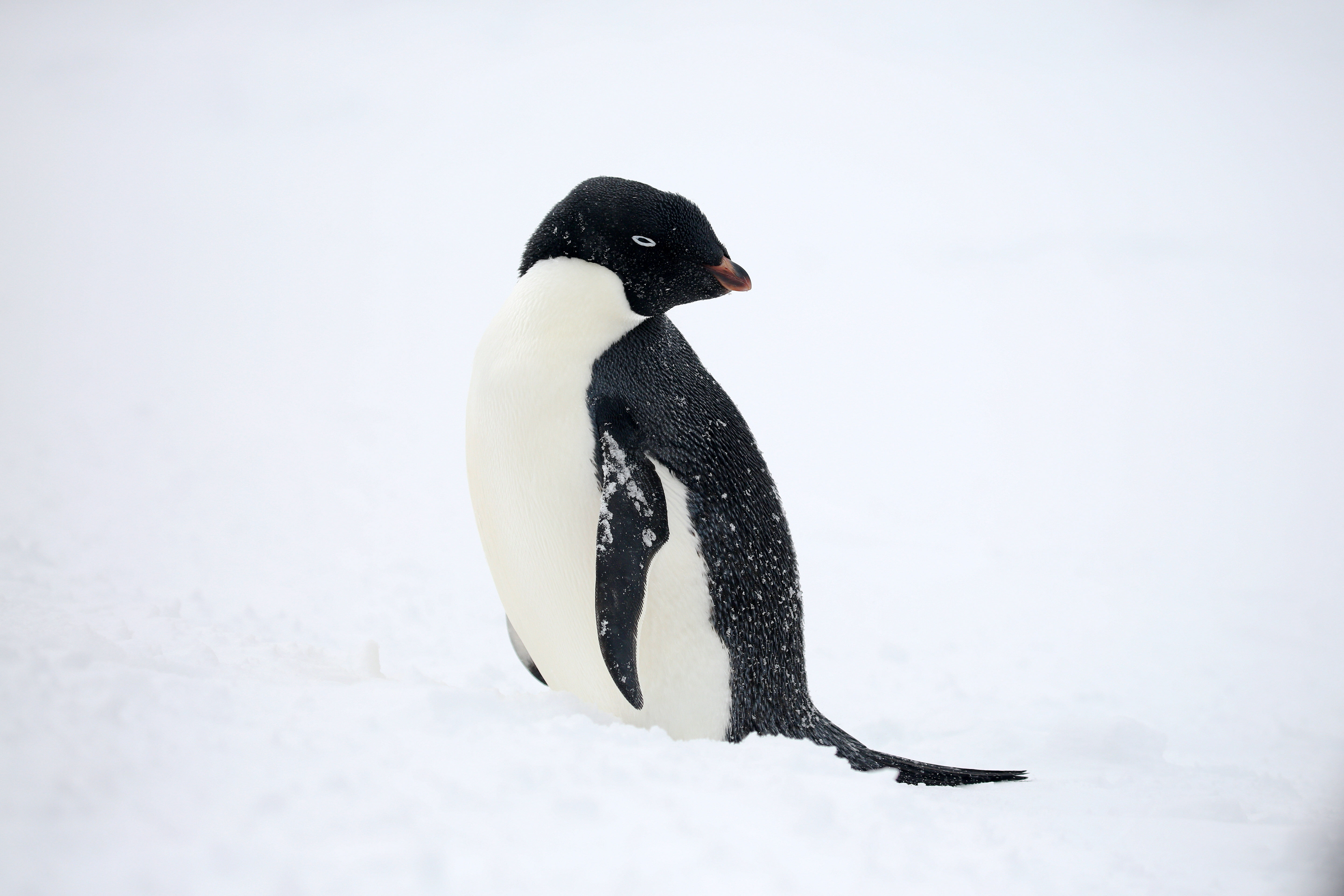 An adélie penguin. Photo by A2A Safaris.