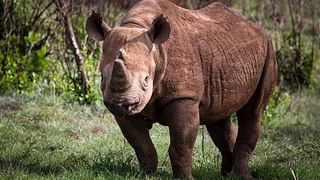 Grumeti-Fund-Serengeti-black-rhino