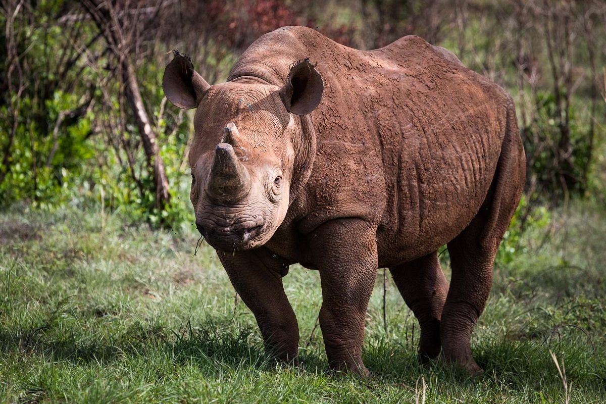 Singita continues animal conservation work, even as ecotourism takes ...