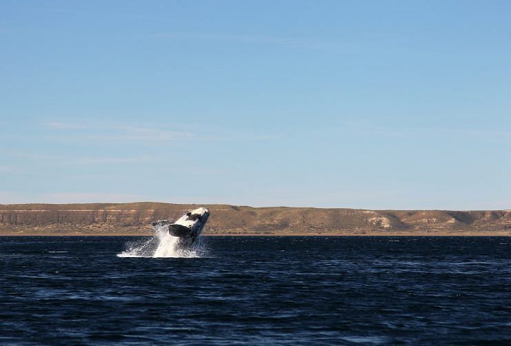 A whale near sub-Antarctic. Photo by A2A Safaris.