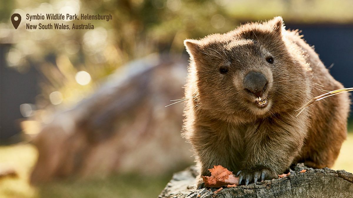 wombat-symbio-wildlife-park