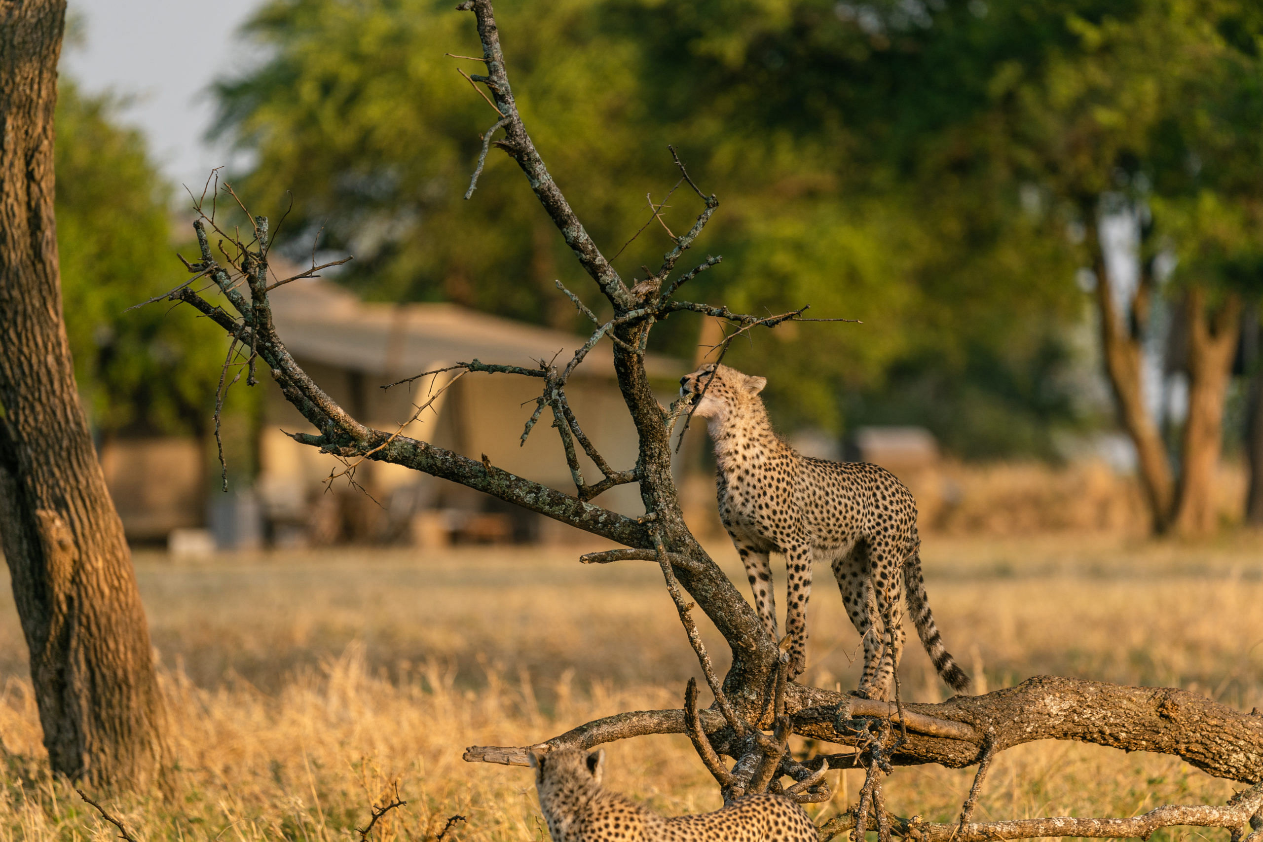 A cheetah in the wild, captured near the Sabora Tented Camp.