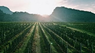 granmonte vineyard