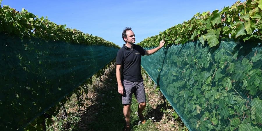 Bertrand Chatelet, French director of SICAREX Beaujolais