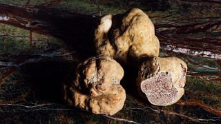 White truffle feature image by chuttersnap on unsplash
