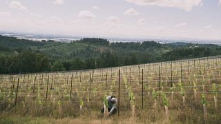 The goal at Niew Vineyards is to make the most ethereal Oregonian wine there is