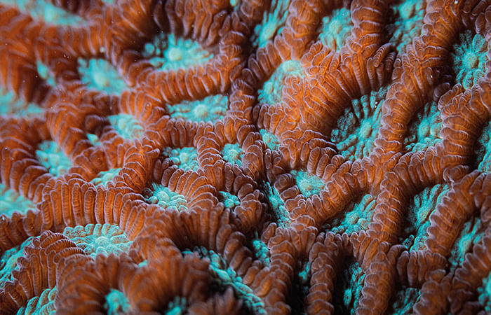 The favites coral photographed by Shinto K Anto (@floodedcamera) at Pulau Hantu.