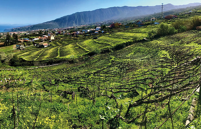In Tenerife, Suertes del Marqués is preserving the ancient vine heritage of the island, including its ungrafted, pre-phylloxera vines.