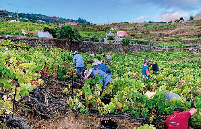Suertes del Marqués' 11 hectares comprise black and white listan grapes and other native varietals.
