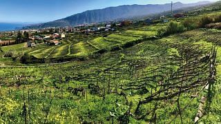 In Tenerife, Suertes del Marqués is preserving the ancient vine heritage of the island, including its ungrafted, pre-phylloxera vines.