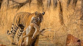 A Royal Bengal tiger with its chital prey in Rajasthan, India.