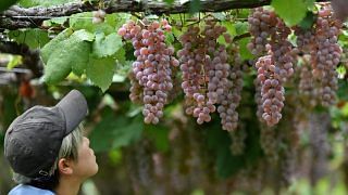 Japanese koshu wine grapes japan