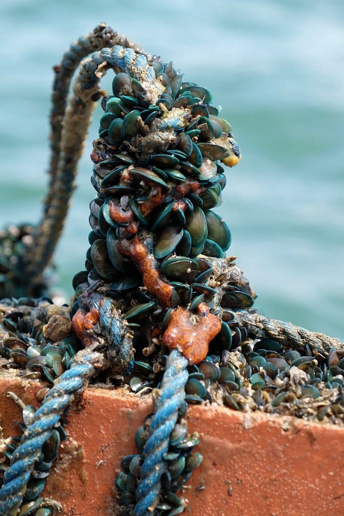 Seaweed and mussel chains that are grown near kelongs. (Photo: Ocean Purpose Project)