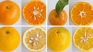 Different types of oranges