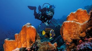 Sylvia Earle dives among the reefs of the Galápagos Islands Hope Spot.